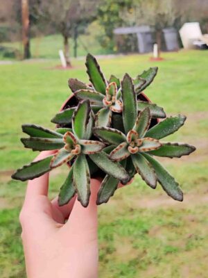KALANCHOE TOMENTOSA DARK 8,5