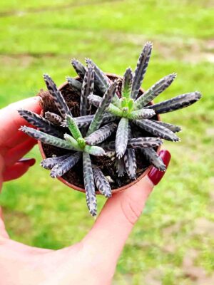 KALANCHOE TUBIFLORA 5,5