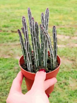 KLEINIA STAPELIIFORMIS 8,5