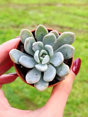 Pachyveria Clavata 5,5