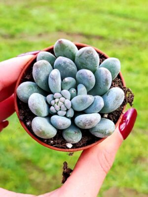 Pachyveria Clavifolia 5,5