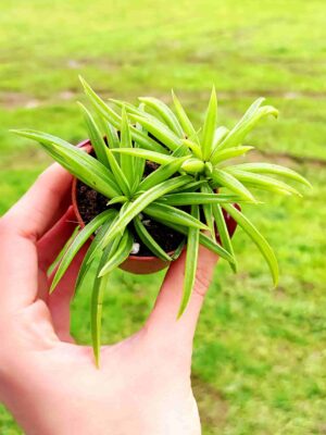 SENECIO BARBETONICUS 5,5