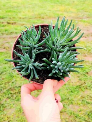 SENECIO BARBETONICUS SILVER 13
