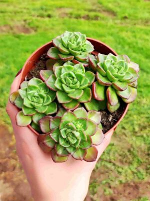 Sedeveria Letizia 13