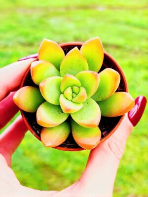 Sedum Adolphii Lime Gold 5,5