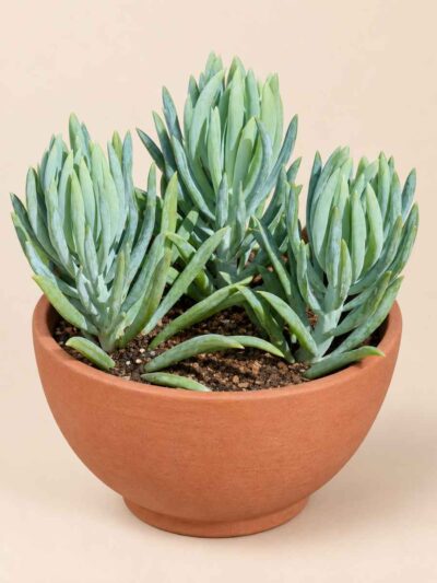 Senecio Barbetonicus Silver 13