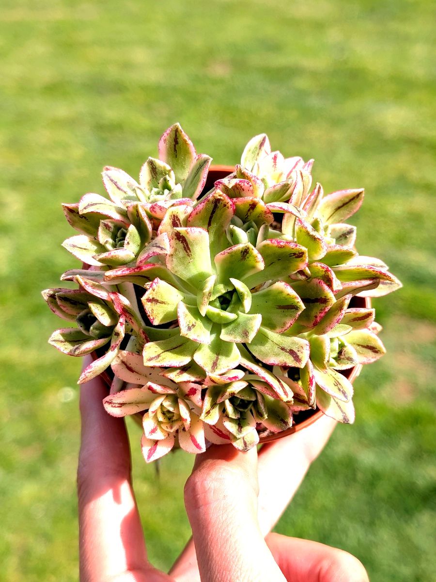 Aeonium Green Tea 8,5