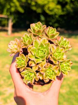 Aeonium Green Tea variegata 8,5