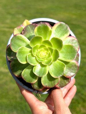 Aeonium Kaleidoscope 13