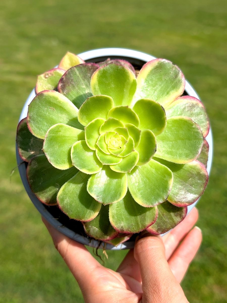 Aeonium Kaleidoscope 13