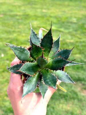 Agave Chiapensis 8,5