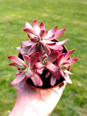 Crassula Candy Cane 8,5