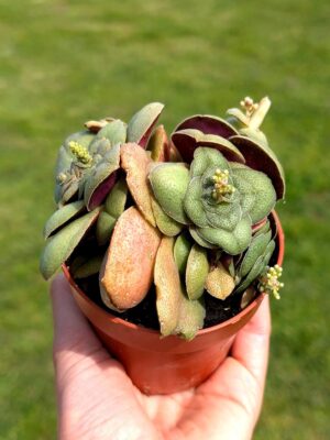Crassula cf. hemisphaerica 8,5