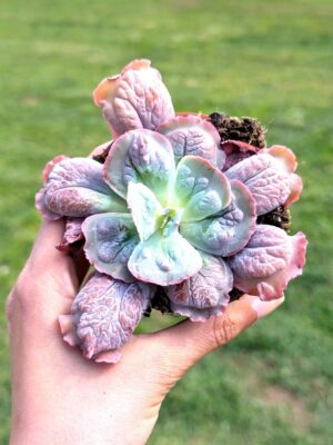 Echeveria Alhambra 8,5