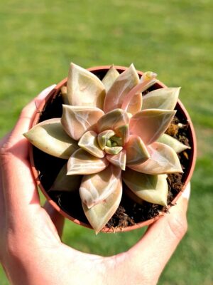 Echeveria Champagne 8,5