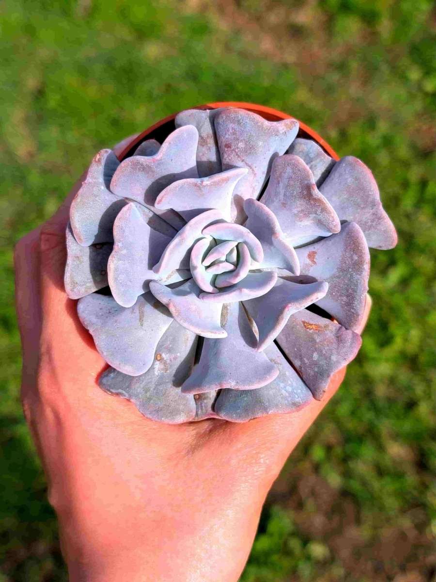 Echeveria Cubic Frost 8,5