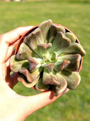 Echeveria Curve 8,5