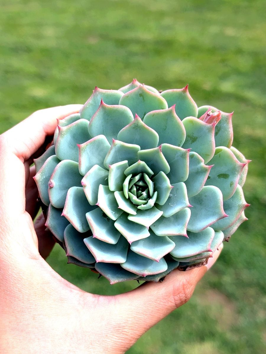 Echeveria Kirov 8,5