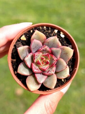 Echeveria Nacre 5,5