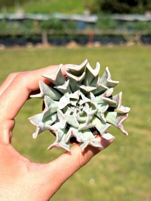 Echeveria Pinwheel Revolution 5,5