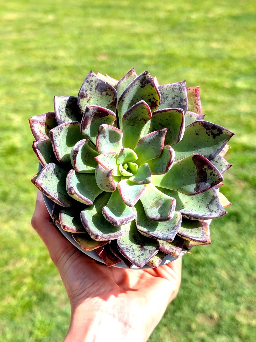 Echeveria Riga 13