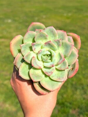 Echeveria Salmón 8,5