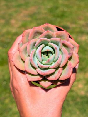Echeveria Salmon