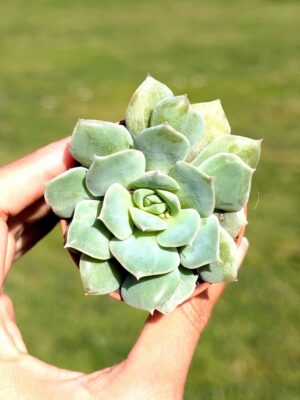 Echeveria Van Breen 5,5