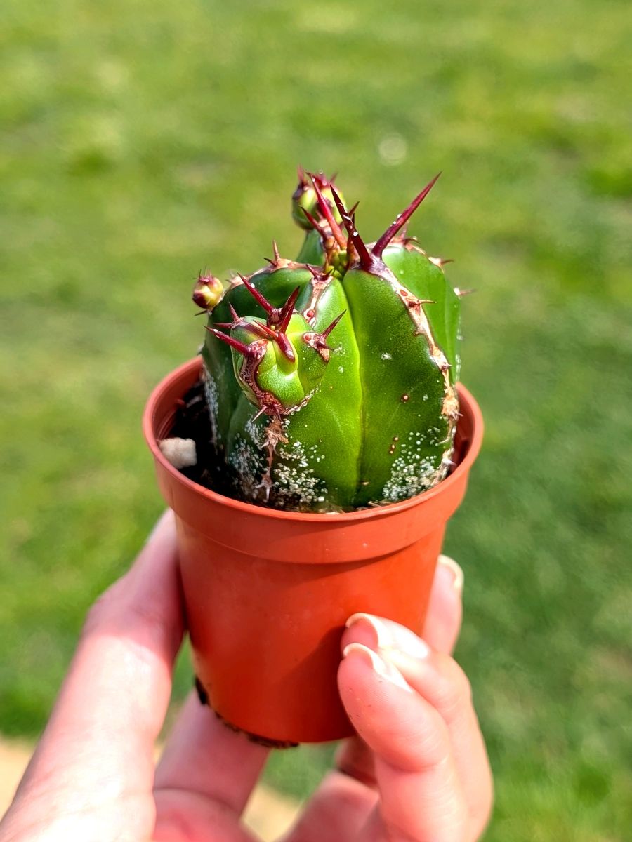 Euphorbia Officinarum 5,5