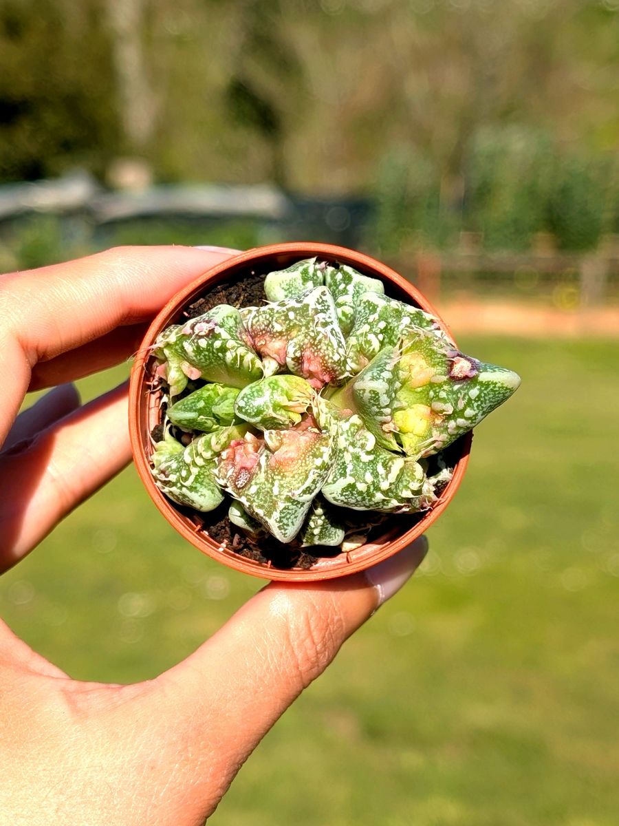 Faucaria Tuberculosa Monstruosa Pink 5,5