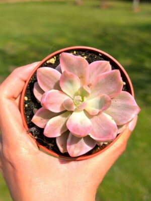 Graptoveria Mr. Richard 8,5