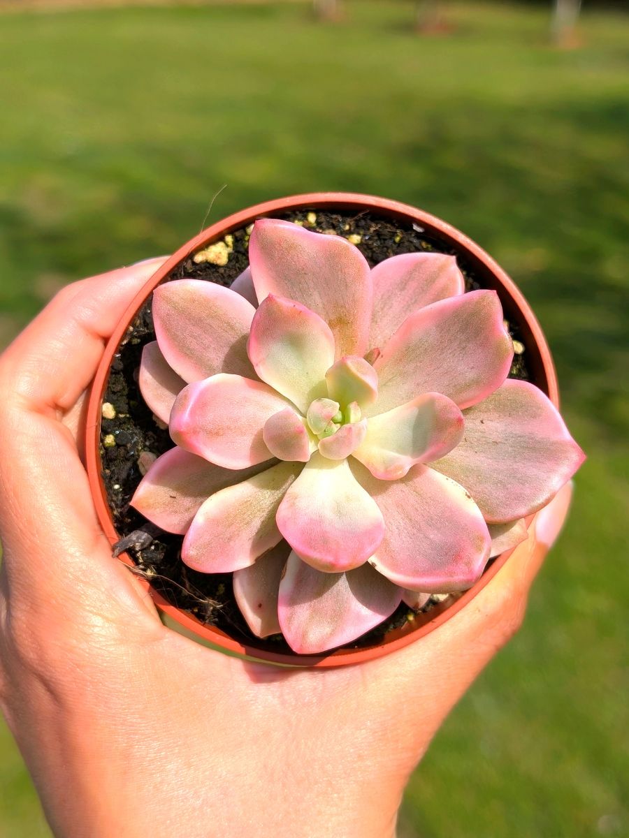 Graptoveria Mr. Richard 8,5