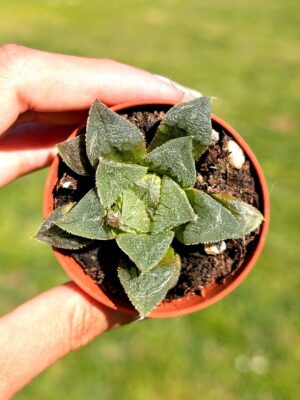 Haworthia Rosalinda 5,5