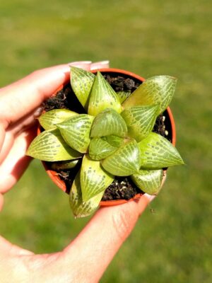 Haworthia emelyae var. comptoniana 5,5