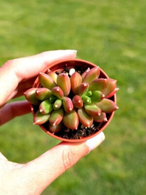 Pachyphytm Red Tips 5,5