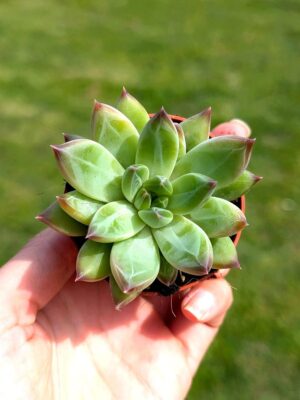Pachyphytum Compactum Glaucum 5.5
