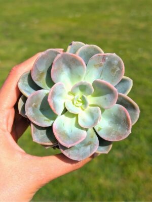 Pachyveria Orpet 8,5