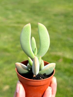 Rhombophyllum Dolabriforme 5,5