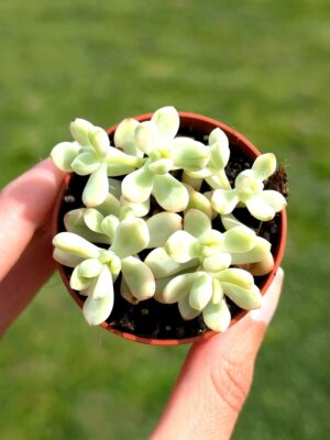 Sedum Jelly Bean Mickey 5,5