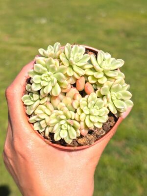 Sedum Joyce Tulloch variegata 8,5