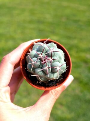 Thelocactus Hexaedrophorus 5,5