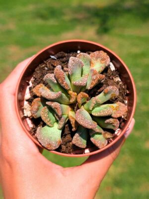 Titanopsis Calcarea 8,5