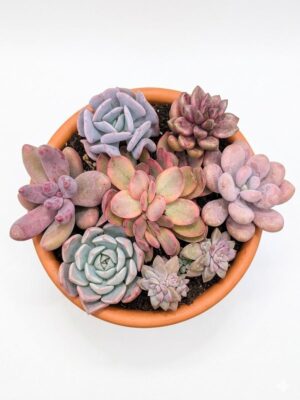 Composición Suculentas Pinky 14