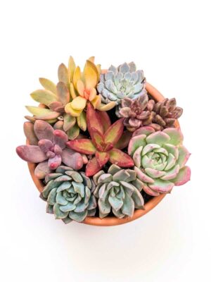 Composición arcoiris mamá 13