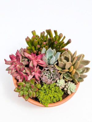 Composición suculentas Candy Lover 18