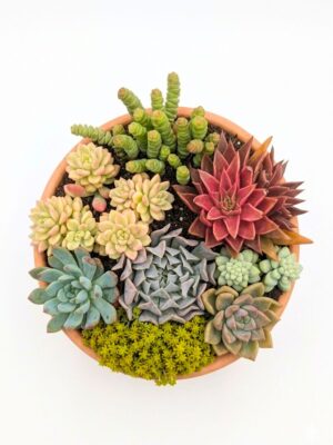 Composición suculentas Fantasy 18