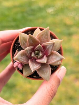 Echeveria Champagne 5,5