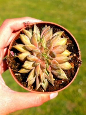 Echeveria Champagne crestada 8,5