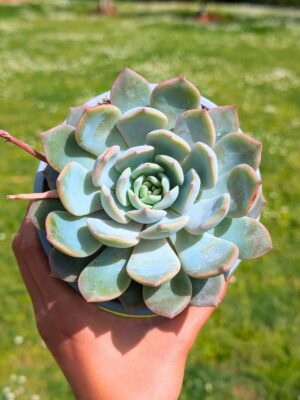Echeveria Hercules 13