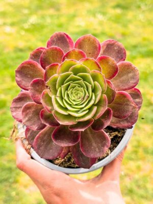 Aeonium Banquet 13